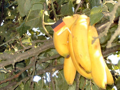 Bananen-Pflaume